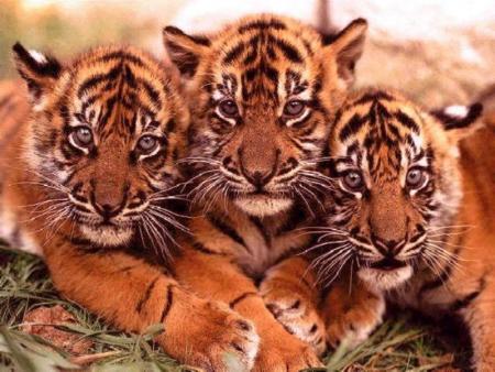 bb tigre