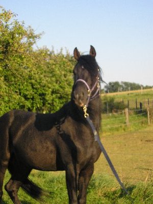 cheval